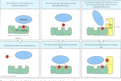 Evidence that SH2 domains promote processive phosphorylation by protein ...