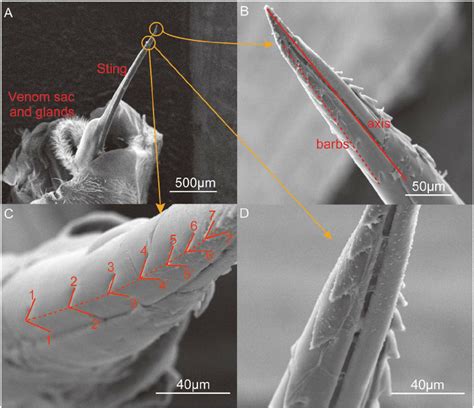 Environmental scanning electron microscope images of the stinger. (A)... | Download Scientific ...