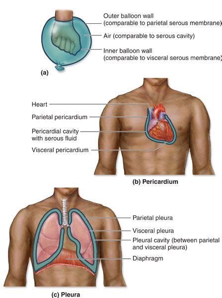 Serous Membrane | Definition, Structure & Functions