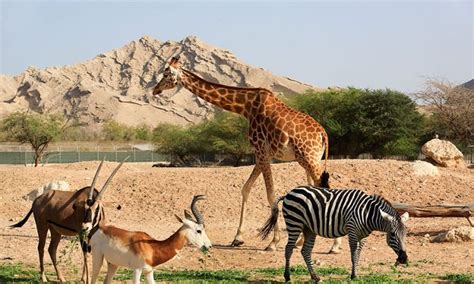 The Best Attractions In The Uae For Animal Lovers