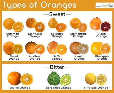 Types Of Oranges, Oranges And Lemons, Bitter Orange, Blood Orange, Cooking Kitchen, Kitchen ...