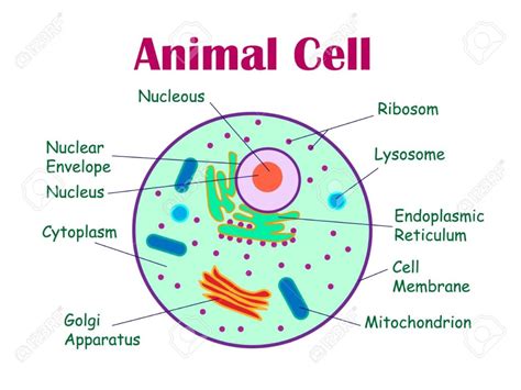 Cell Structure and Function - Unicellular and Multicellular Organisms ...