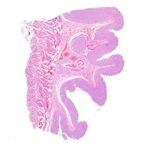 Human stomach section histology slides, 7 µm sec., H&E Stain, human ...