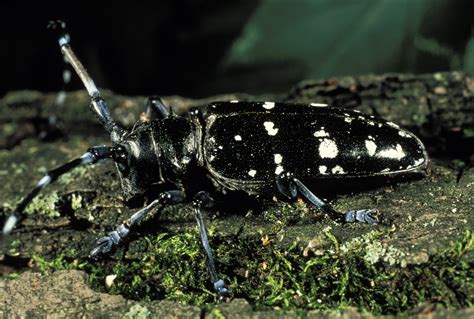 INVASIVE SPECIES | ASIAN LONG-HORNED BEETLE - Michigan United ...