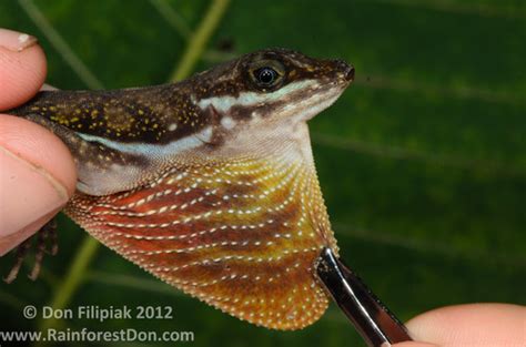 Water Anole observed by asydabass on March 17, 2012 · iNaturalist.org