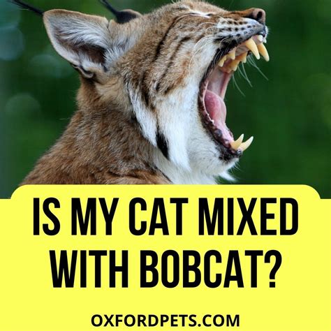 Is My Cat Mixed With Bobcat? 3 Ways to Identify Purebred? - Oxford Pets