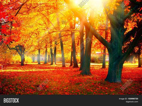 Autumn. Fall scene. Beautiful Autumnal park. Beauty nature scene ...