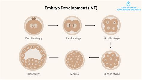 Embryo Development: Stages of embryo growth with IVF