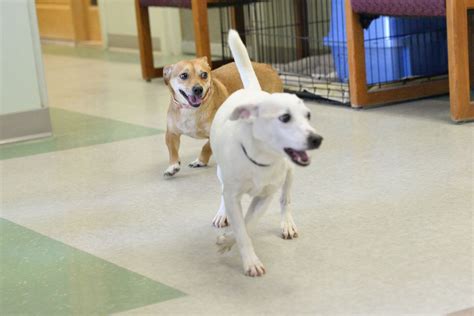 Dog quarantine continues at Hawk Creek Shelter in Willmar - West ...