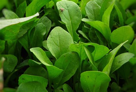 How to Harvest Arugula Without Killing the Plant - Seedsheets