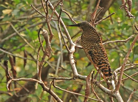 The 10 most remarkable birds in Ghana - Africa Geographic