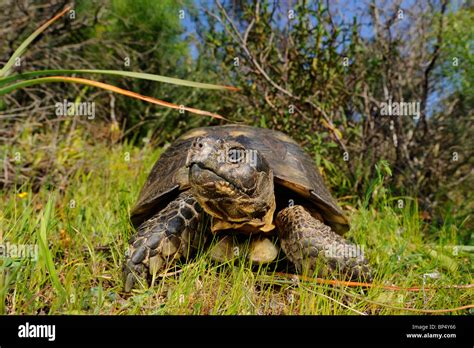 margined tortoise, marginated tortoise (Testudo marginata), in habitat, Italy, Sardegna Stock ...