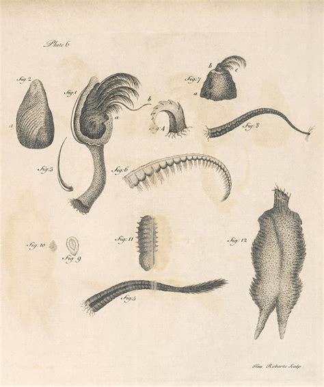 Barnacle Anatomy - Anatomical Charts & Posters