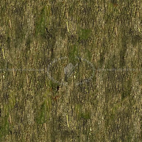 Bark texture seamless 12324