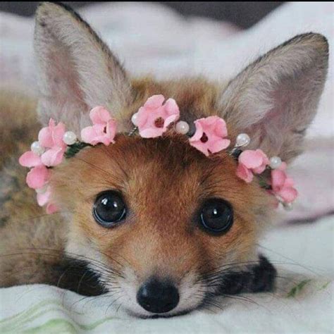 Please follow This cutie #littlefox #babyfox #kit #kitten #foxlove - Sarah Riedel - Please ...