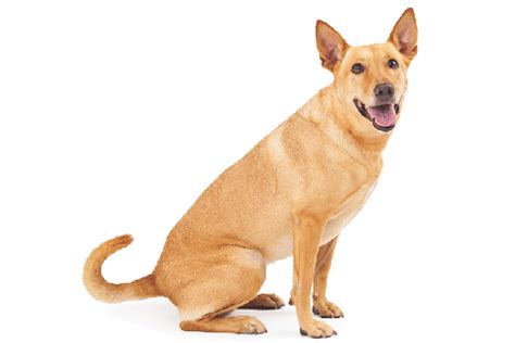 Carolina Dog - Temperament, Lifespan, Shedding, Puppy