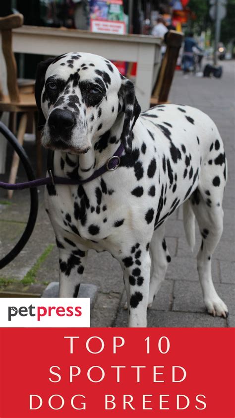 10 Popular Spotted Dog Breeds That Will Melt Your Heart