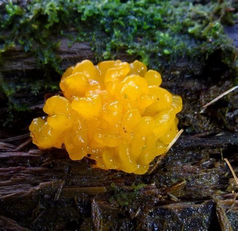 Jelly fungus - Alchetron, The Free Social Encyclopedia