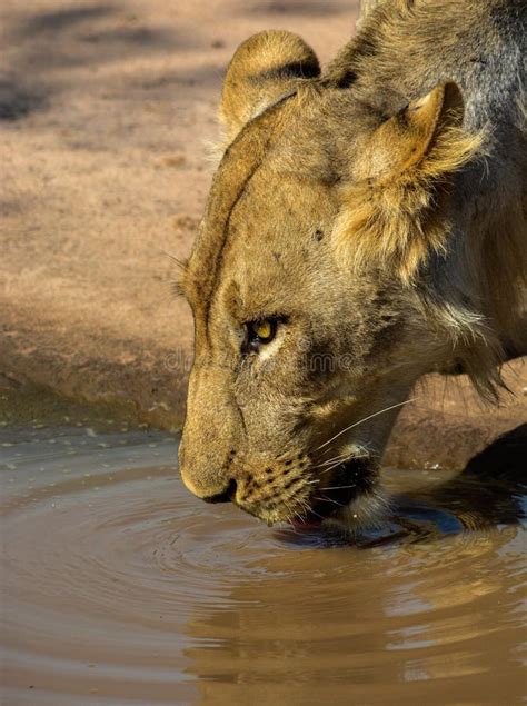 Lion Drinking stock image. Image of wild, mammal, safari - 190866261