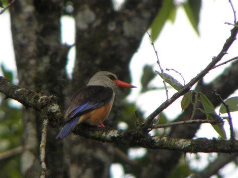 Kakamega Forest National Reserve - Biodiversity