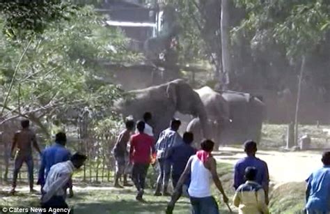 60 wild elephants stampede through an Indian village damaging 25 homes ...