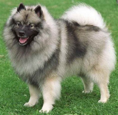 Keeshond - Dog Breed Information and Images - K9 Research Lab. Breeds