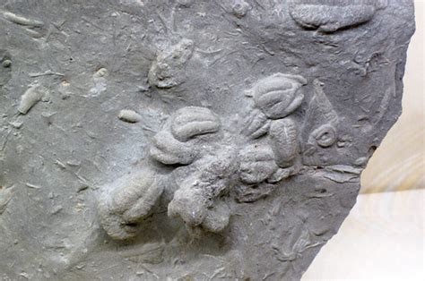 Rusophycus pudicum trilobite trace fossils (Fairview Forma… | Flickr