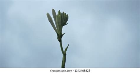 Heath Navel Fungi Lichenomphalia Umbellifera Stock Photo 710077369 | Shutterstock