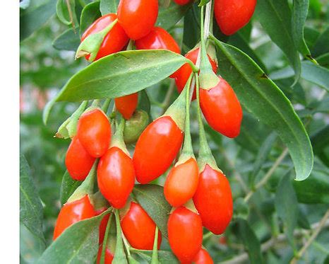 Lycium chinense seeds | naturix-seeds