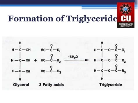 TRIGLYCERIDES