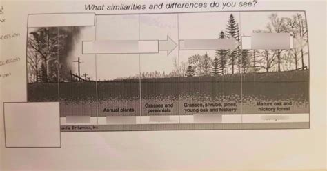 secondary succession Diagram | Quizlet