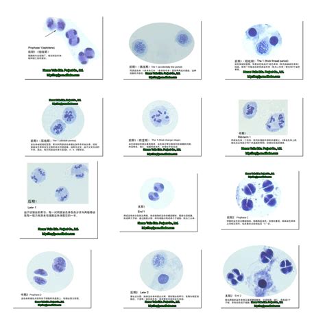 Yulin high quality prepared microscope slide set, Meiosis of anther of ...