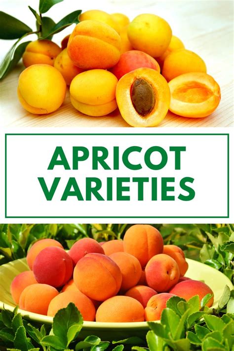 Apricot Tree Varieties in 2021 | Apricot tree, Growing fruit, Fragrant garden