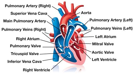 60+ Heart Diagram Basic - WilliamGillian