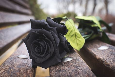 Awesome Wallpaper Pictures Of Black Roses wallpaper