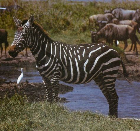 Sometimes, zebras are born with some strange stripe patterns. These zebras are called black ...