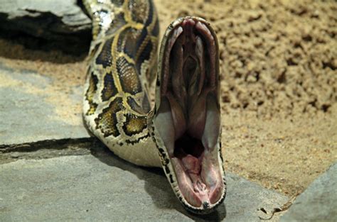 Python attack will give you the shivers