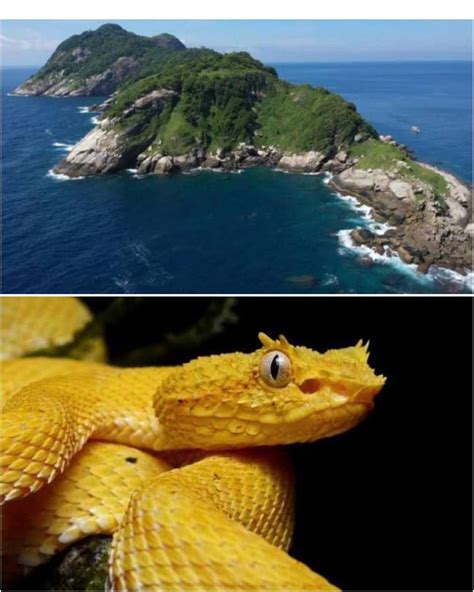 The Snake Island is locates 90 miles off the coast of São Paulo and is ...