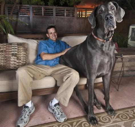 Wonders Book: World’s Biggest Dog: George, 230-Pound Great Dane and Guinness Record Holder