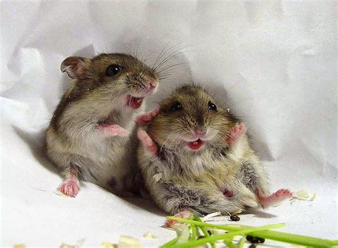 Lovemypets Enterprises: What are Gerbil Health Problems?