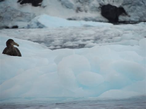 Cierva Cove – Antarctica