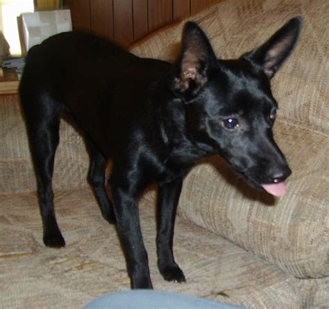 List of Schipperke Mix Breed Dogs