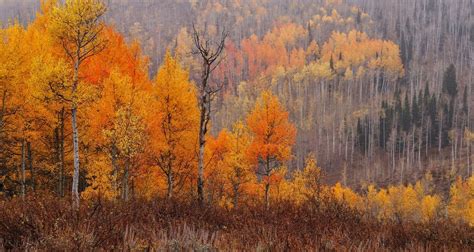 Fall colors in Logan Canyon