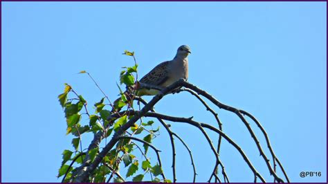 Turtle Dove | The turtle dove is a dainty dove, smaller and … | Flickr