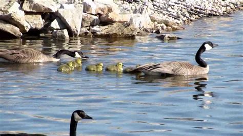 Baby Geese Swimming Lessons May 2013 - YouTube