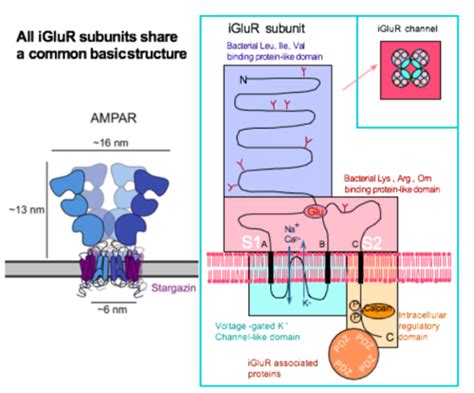 Glutamate receptors Flashcards | Quizlet