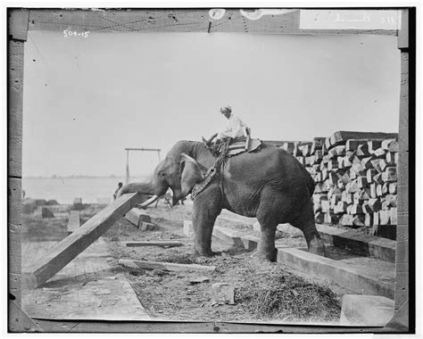 Elephants at Work – Lost Art Press