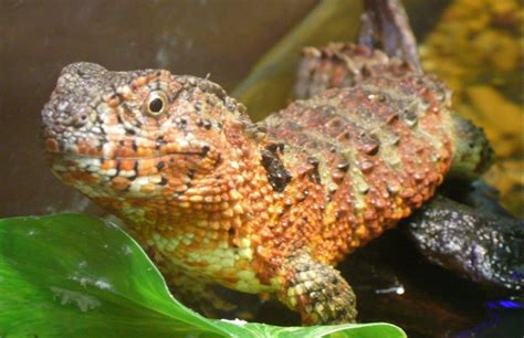 Chinese Crocodile Lizard | The Animal Facts | Appearance, Diet, Habitat