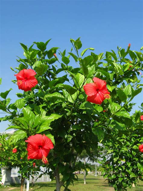 Hibiscus rosa-sinensis - China Rose | World of Flowering Plants