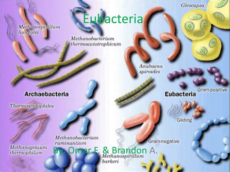 PPT - Eubacteria PowerPoint Presentation, free download - ID:2269362